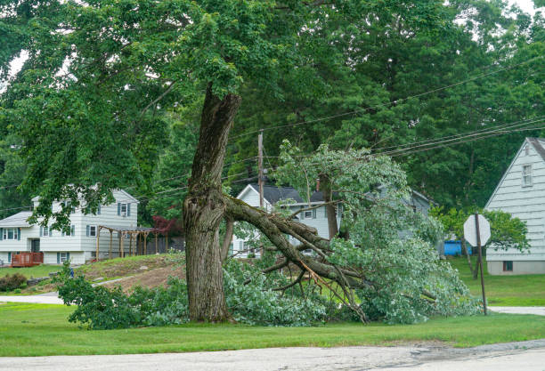 How Our Tree Care Process Works  in  Rutherford, NJ